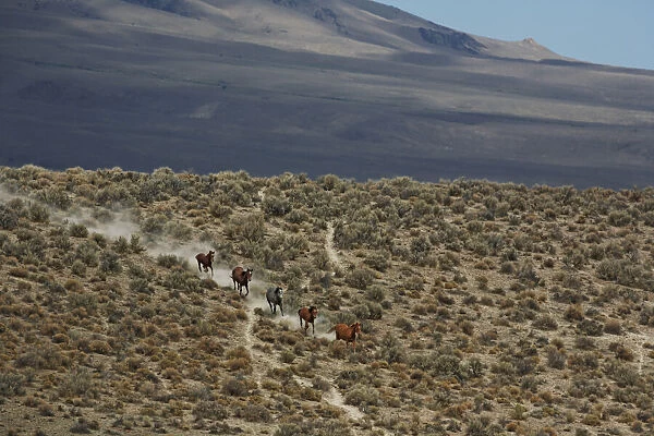 Wild horses being gathered and removed from the Winnemucca rangeland, Nevada, USA