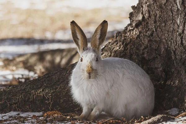 Wild Prairie Hare  /  White-Tailed Jack Rabbit (Lepus Townsendii) In Winter Fur At The Foot Of A Spruce Tree; Edmonton, Alberta, Canada