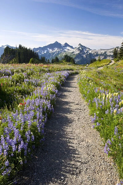 Wildflowers in a meadow and snow-covered Mount Rainier, Mount Rainier National Park, Washington, USA