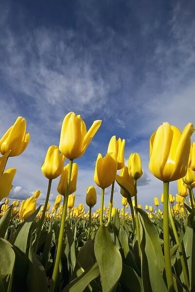 Woodburn, Oregon, United States Of America; Yellow Tulips In A Field