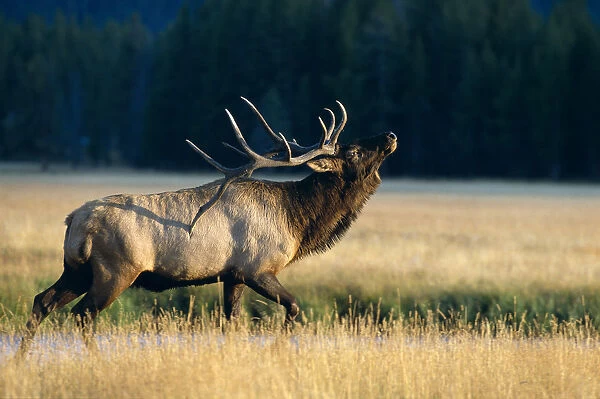 Wyoming, Yellowstone National Park, Elk, Bull Bugling In Rut (Cervus Elaphus) Side Full Length View A52F