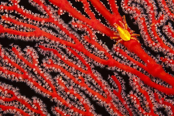 A Yellow Gorgonian Crab (Xenocarcinus Depressus) At Night On Its Host, A Gorgonian Coral Fan; Fiji