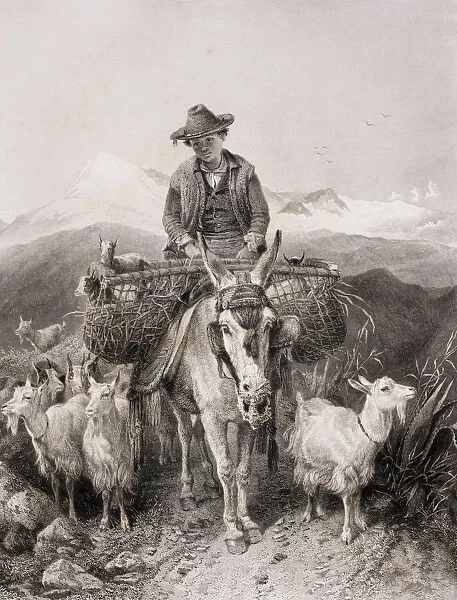 Young Granada Goatherder Riding A Donkey Amongst His Herd. From A Late 19Th Century Illustration After A Work By Richard Ansdell. From El Mundo Ilustrado, Published Barcelona, Circa 1880