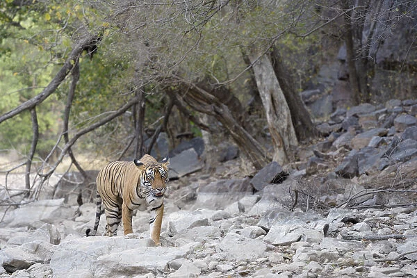 Bengal Tiger (Panthera tigris tigris) walking on rocky surface