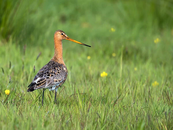 Black-tailed godwit (Limosa limosa) adult foraging in a meadow looking at camera, Noordeinde