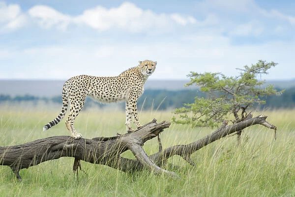Cheetah (Acinonix jubatus) standing on fallen tree, Msai Mara National Reserve, Kenya