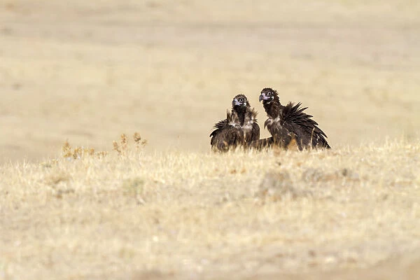 Cinereous Vulture (Aegypius monachus) pair, Castile-La Mancha, Spain