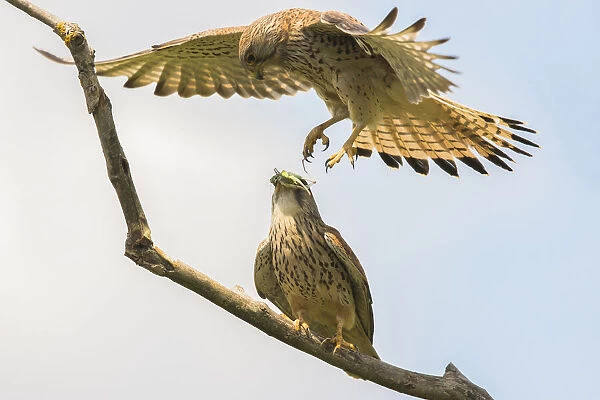 Common Kestrel (falco tinnunculus) female hovering above male before exchanging prey, Hungary