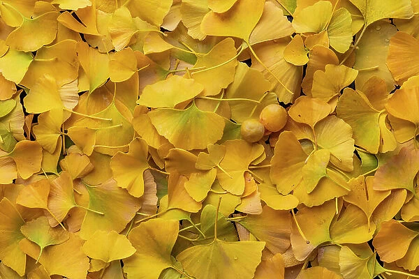 Ginkgo (Ginkgo biloba) autumn leaves and fruit in close up, Amsterdam, Noord-Holland, The Netherlands