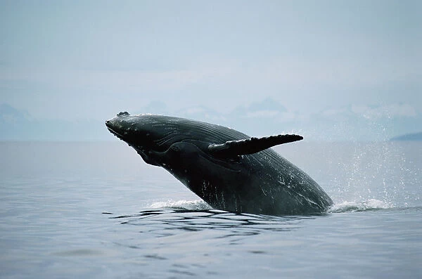 Humpback Whale (Megaptera novaeangliae) breaching