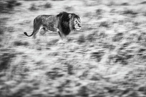 Lion (Panthera leo) walking through high grass, Maasai Mara National Reserve, Rift Valley Province, Kenya