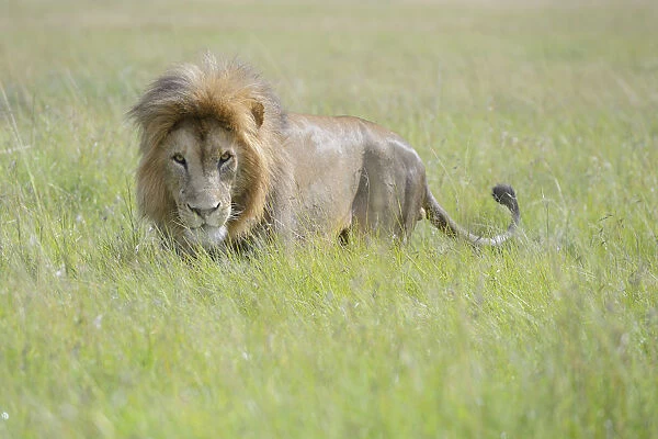 Male Lion (Panthera leo) standing on savanna, Masai Mara National Reserve, Kenya