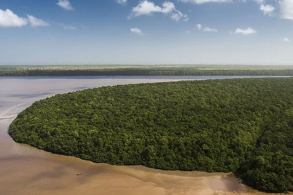 Mangrove (Rhizophora sp) forest, Georgetown, Guyana