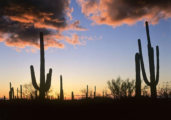 Saguaro (Carnegiea gigantea) cacti at sunset, Saguaro National Monument, Arizona