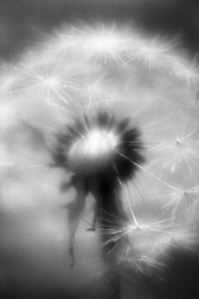 AKU_0078. Taraxacum officinale. Dandelion clock. Black & white