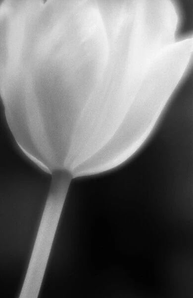 AKU_0092. Tulipa - variety not identified. Tulip. Black & white
