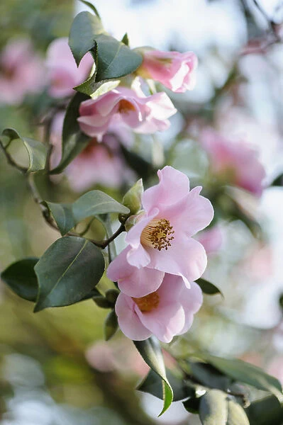 Camellia x williamsii Philippa Forwood