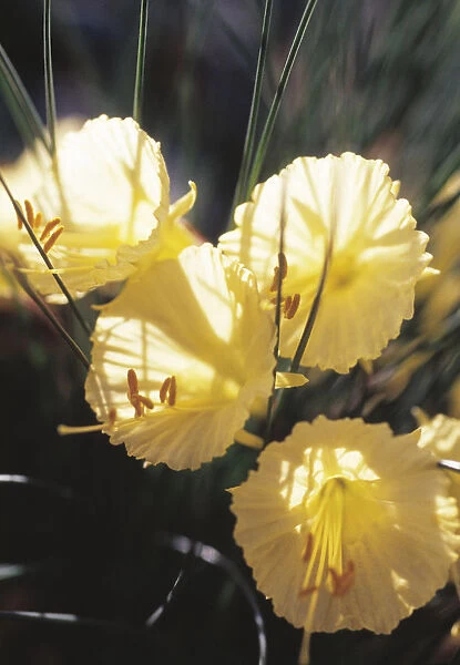 CS_1937. Narcissus bulbicodium. Daffodil - Petticoat daffodil. Cream subject