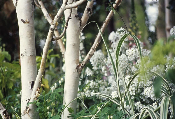 CS_2069. Betula jacquemontii. Birch. White subject. Green b / g