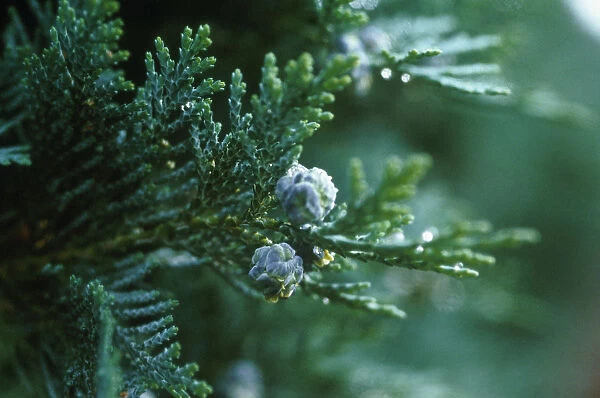 CS_F135. Juniperus chinesis. Juniper - Chinese juniper. Green subject. Green b / g