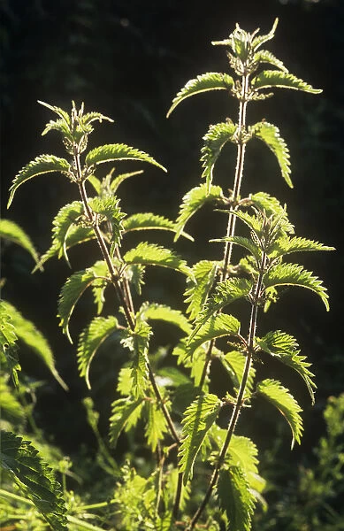 DR_0071. Urtica dioica. Plant. Daytime. Outdoor