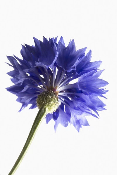 EJT_0077. Centaurea cyanus. Cornflower. Blue subject. White background