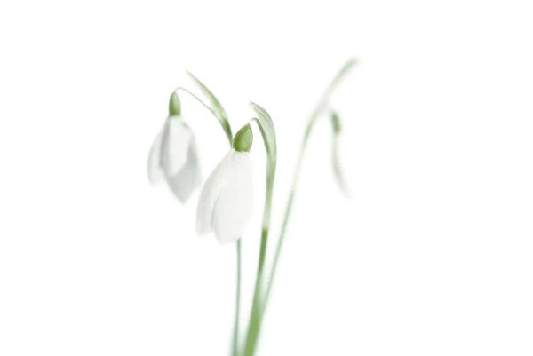 SH_22. Galanthus nivalis. Snowdrop. White subject. White b / g