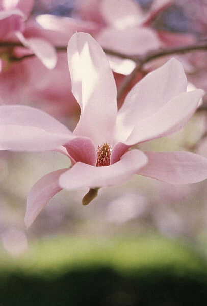 GC_128. Magnolia - variety not identified. Magnolia. Pink subject