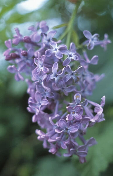 GC_297. Syringa - variety not identified. Lilac. Purple subject