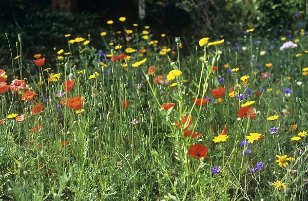 GP_0230. varieties not identified. Meadow. Mixed colours subject