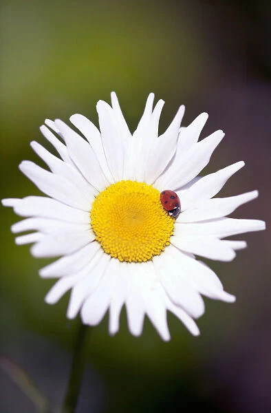 GP_0588. Bellis perennis. Daisy - Lawn daisy. White subject