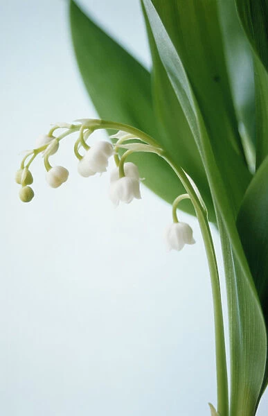 LOD_51. Convallaria majalis. Lily-of-the-valley. White subject