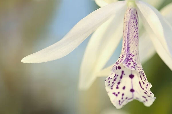 MAM_0007. Laelia cattleya. Orchid. White subject