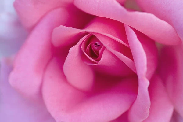 MAM_0025. Rosa - variety not identified. Rose. Pink subject