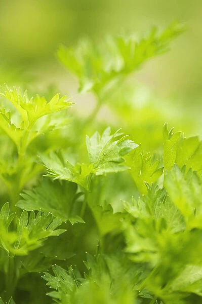 MAM_0058. Apium graveolens linn. Celery - Thai celery. Green subject. Green b / g