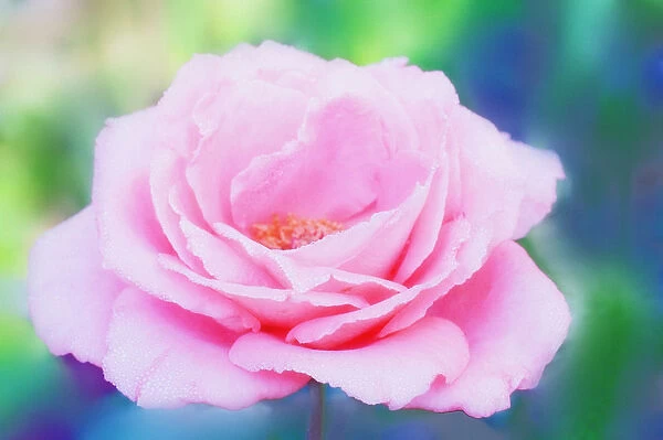 MAM_0069. Rosa - variety not identified. Rose. Pink subject