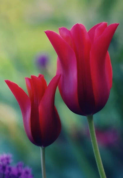 MAM_0591. Tulipa - variety not identified. Tulip. Red subject. Green b / g