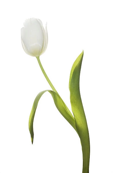 MH_0105. Tulipa - variety not identified. Tulip. White subject. White b / g