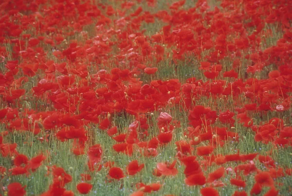 CA_56. Papaver rhoeas. Poppy field. Red subject