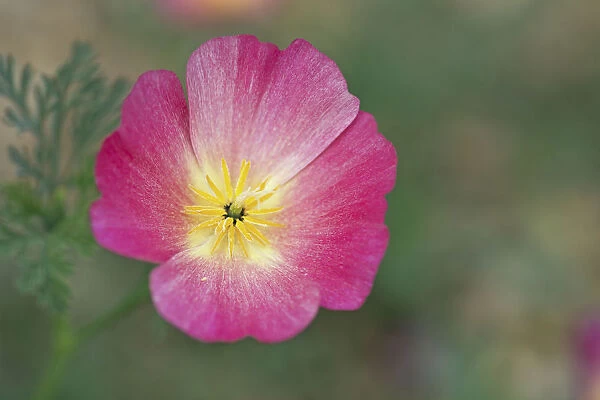 Poppy, Deep pink California poppy, Eschscholzia californica Carmine King