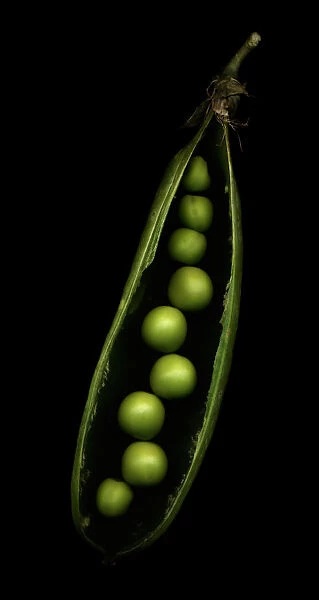 PT_0006. Pisum sativum. Pea. Green subject. Black b / g