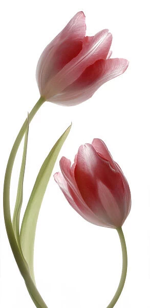PT_0098. Tulipa - variety not identified. Tulip. Red subject. White b / g