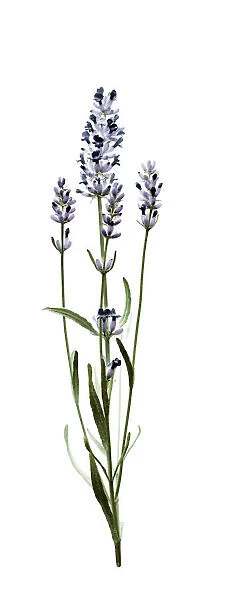 PT_0114. Lavandula augustifolia. Lavender. Purple subject. White b / g