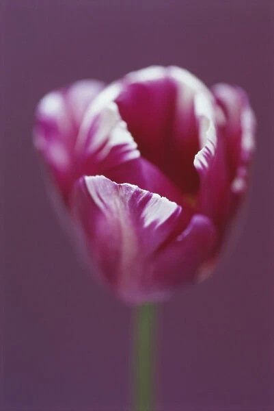 RE_0085. Tulipa Zurel. Tulip - Triumph tulip. Pink subject. Purple b / g