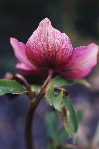 RE_0176. Helleborus orientalis. Hellebore. Pink subject
