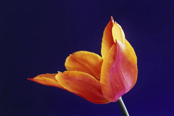 RE_0196. Tulipa Ballerina. Tulip. Orange subject. Blue b / g