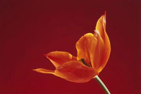 RE_0198. Tulipa Ballerina. Tulip. Orange subject. Red b / g