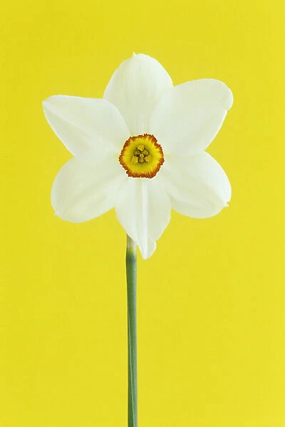 SG_0059. Narcissus actaea. Daffodil. White subject. Yellow b / g