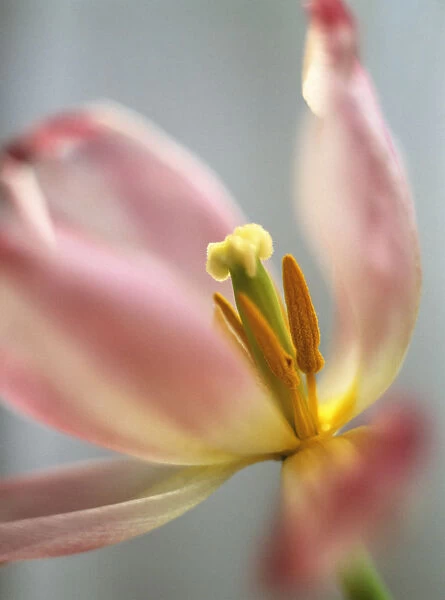 SK_0127. Tulipa - variety not identified. Tulip. Pink subject. Blue b / g