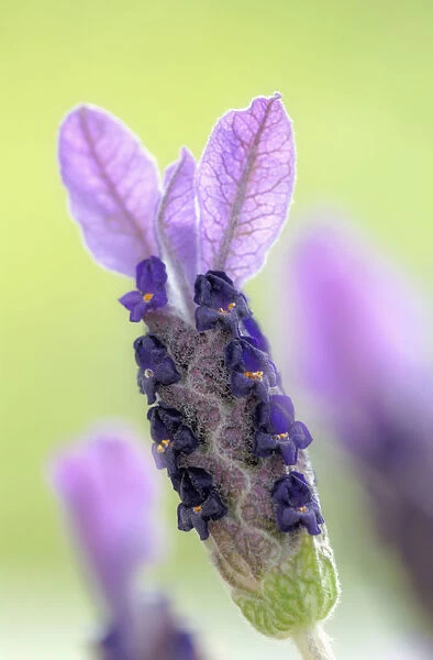 SK_0165. Lavandula stoechas. Lavender - French lavender. Purple subject